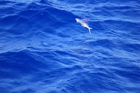 Flying fishの写真素材