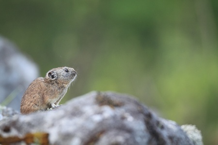 Northen Pika ,rock rabbit,whistling hare,Ochotona hyperboreaの写真素材