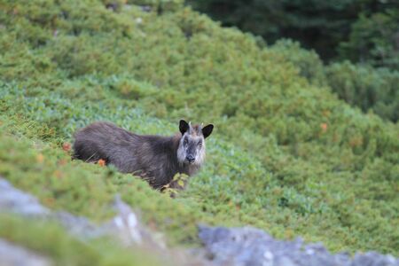 Japanese Capricornis crispusの写真素材