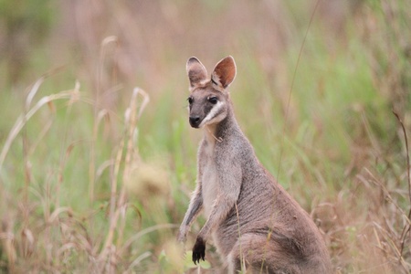 Pretty face or whiptail wallaby, near Bowen, Queensland, Australiaの写真素材