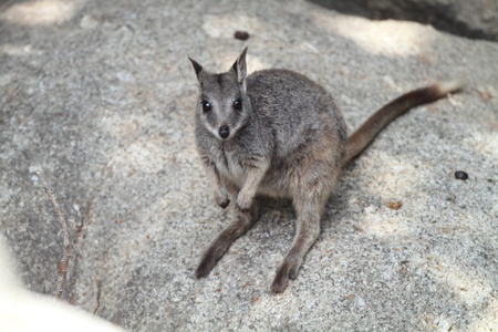 Mareeba Rock Wallabyの写真素材