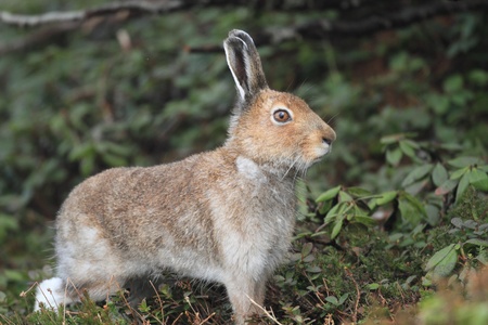 Mountain hare Lepus timidus ainu