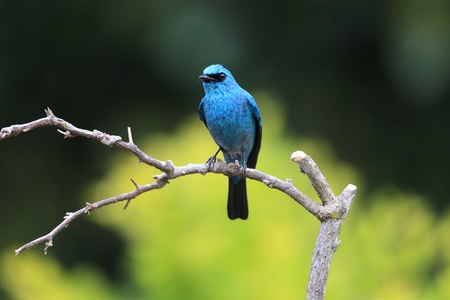 Verditer Flycatcherの写真素材