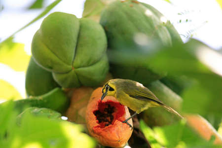 Bonin Honeyeaterの写真素材