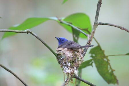 Black-naped Monarch (Hypothymis azurea)の写真素材