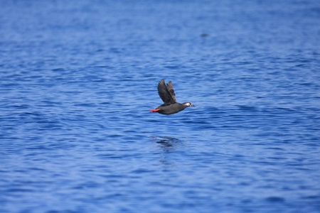 Spectacled Guillemotの写真素材
