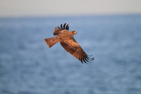 Black Kite flying at blue sky in Japan - Milvus migransの写真素材