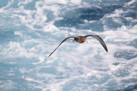 Black-tailed gull  Larus crassirostris  flying at Japanの写真素材