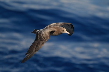 Black-tailed gull  Larus crassirostris  flying at Japanの写真素材