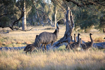 Flightless Australian bird, the Emuの写真素材