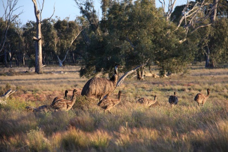 Flightless Australian bird, the Emuの写真素材
