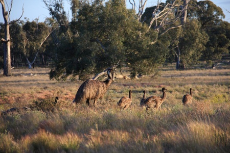 Flightless Australian bird, the Emuの写真素材