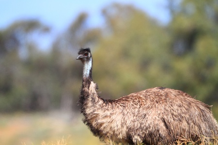 Flightless Australian bird, the Emuの写真素材