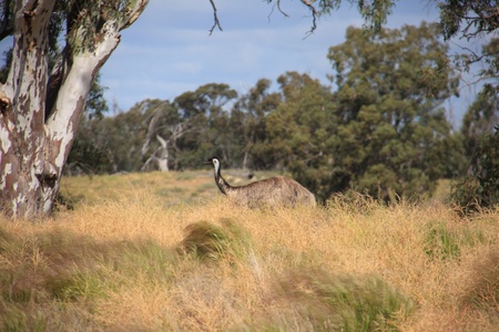 Flightless Australian bird, the Emuの写真素材