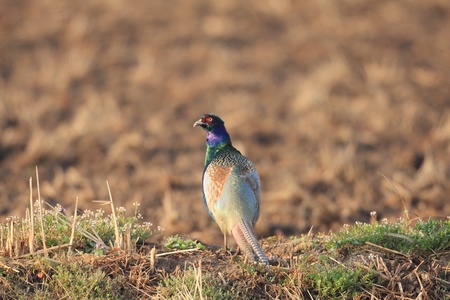 Japanese pheasant の写真素材