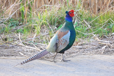 Japanese pheasant の写真素材