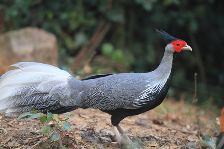 Kalij Pheasant  Lophura leucomelanos  male in Thailandの写真素材