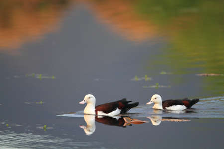 Raja Shelduck  Tadorna radjah  in Australiaの写真素材