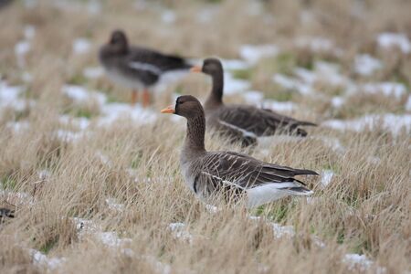 Greater White-Fronted Gooseの写真素材