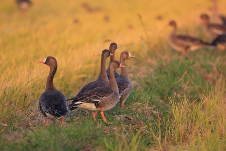 Greater White-Fronted Gooseの写真素材