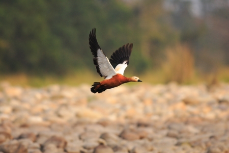 Ruddy shelduck  Tadorna ferruginea  flyingの写真素材