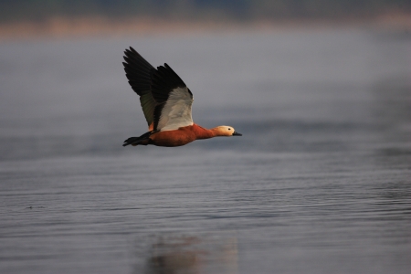 Ruddy shelduck  Tadorna ferruginea  flyingの写真素材