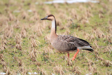 Swan Goose  Anser cygnoides の写真素材