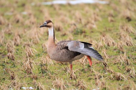 Swan Goose  Anser cygnoides の写真素材