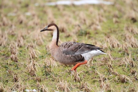 Swan Goose  Anser cygnoides の写真素材