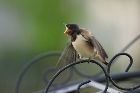 Barn Swallow  Hirundo rustica の写真素材