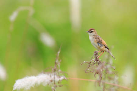 Zitting Cisticola  Cisticola juncidis  in Japanの写真素材