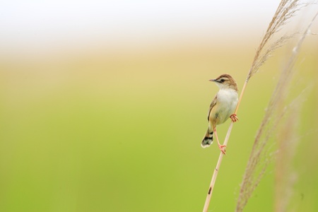 Zitting Cisticola  Cisticola juncidis  in Japanの写真素材