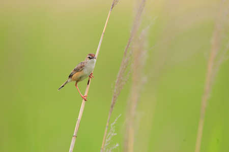 Zitting Cisticola  Cisticola juncidis  in Japanの写真素材