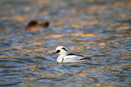 Male of Smew  Mergellus albellus  in Japanの写真素材