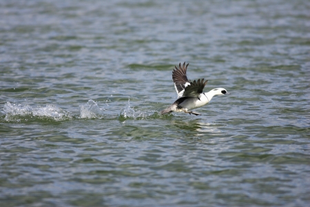 Male of Smew  Mergellus albellus  in Japanの写真素材