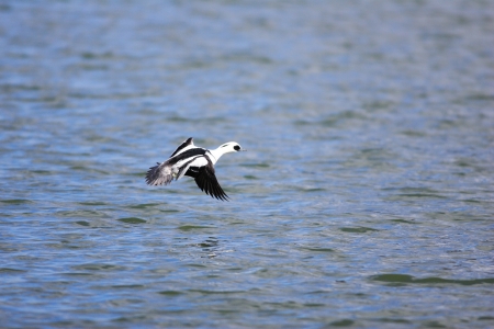 Male of Smew  Mergellus albellus  in Japanの写真素材