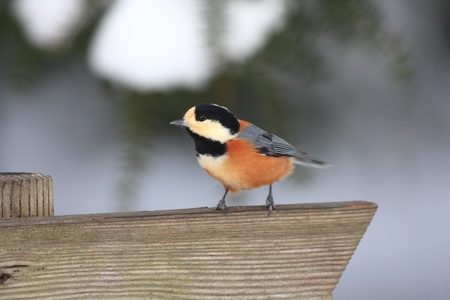Varied Tit  Parus varius  in Hokkaido Japanの写真素材