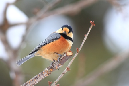 Varied Tit  Parus varius  in Hokkaido Japanの写真素材