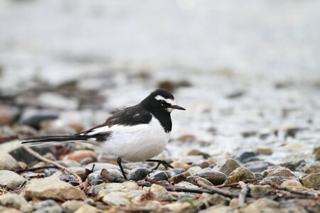 Japanese Wagtail  Motacilla grandis  in japanの写真素材