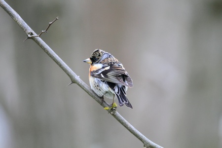 Brambling  Fringilla montifringilla  in Japanの写真素材