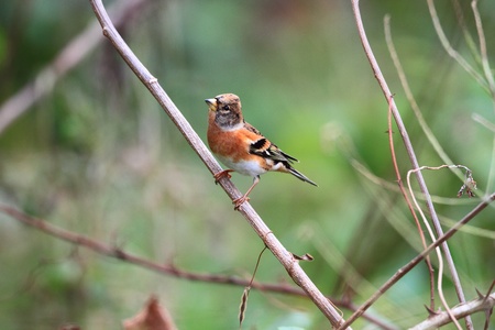 Brambling  Fringilla montifringilla  in Japanの写真素材