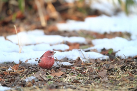 Pallas s Rosefinch  Carpodacus roseus  in Japanの写真素材