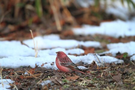 Pallas s Rosefinch  Carpodacus roseus  in Japanの写真素材