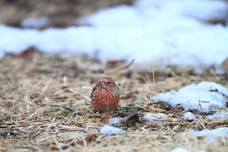 Pallas s Rosefinch  Carpodacus roseus  in Japanの写真素材