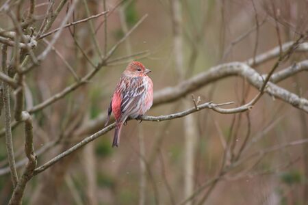 Pallas s Rosefinch  Carpodacus roseus  in Japanの写真素材
