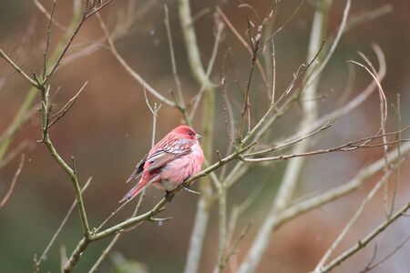 Pallas s Rosefinch  Carpodacus roseus  in Japanの写真素材
