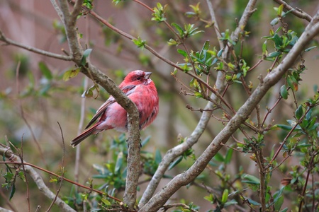 Pallas s Rosefinch  Carpodacus roseus  in Japanの写真素材
