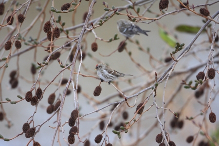 Common Redpoll  Carduelis flammea  in Japanの写真素材