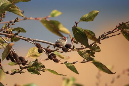 Common Redpoll  Carduelis flammea  in Japanの写真素材