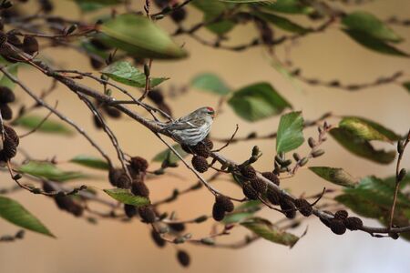 Common Redpoll  Carduelis flammea  in Japanの写真素材